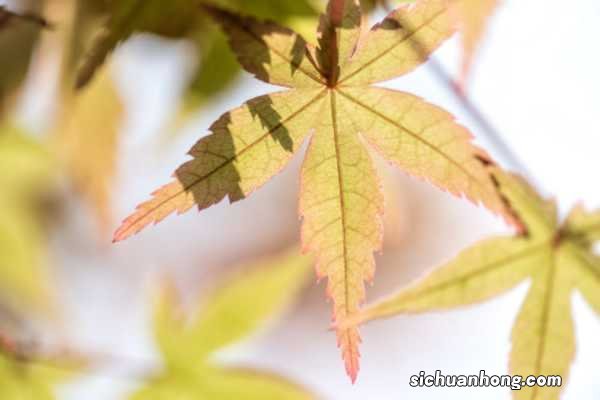 槭树的常见品种分类