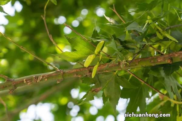 槭树的常见品种分类