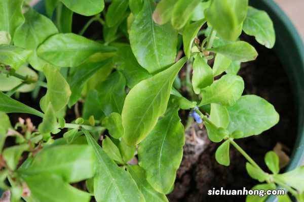 蓝雪花打顶步骤