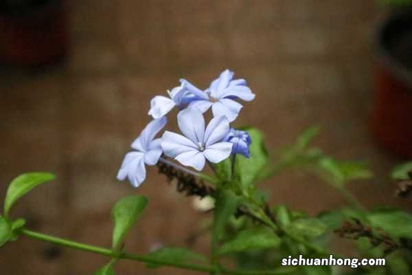 蓝雪花打顶步骤