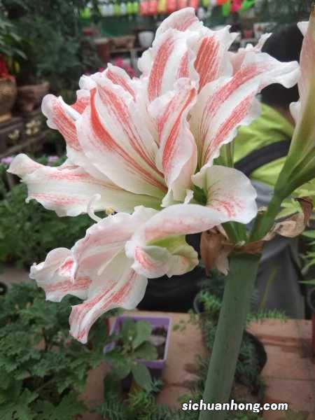 朱顶红怎么休眠