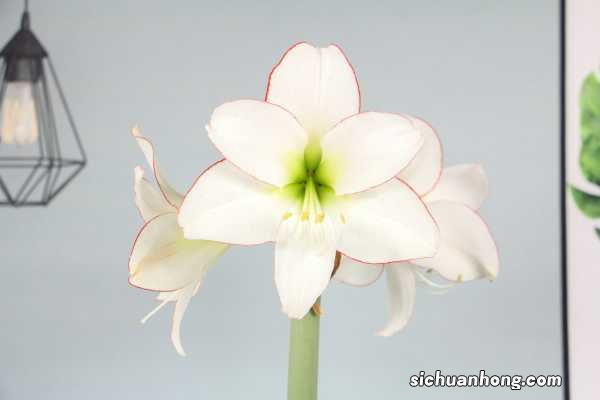 朱顶红怎么休眠