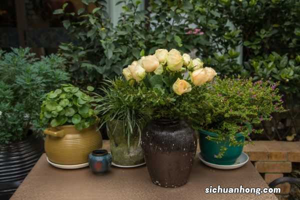 秋天适合养哪些花？这6种花好养又好看！