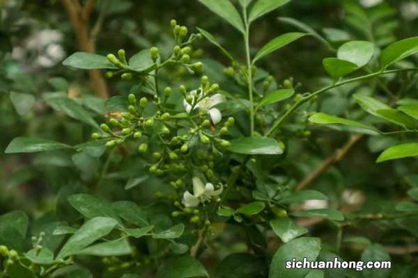 九里香怎么过冬