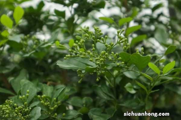 九里香怎么过冬