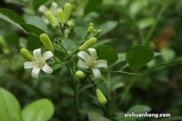 九里香怎么过冬