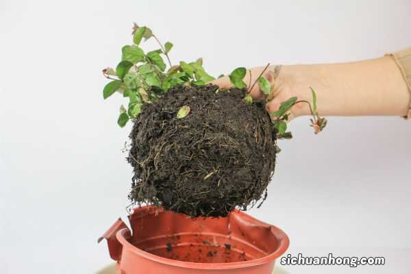 五彩络石怎么发根