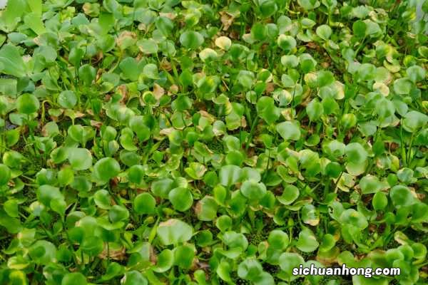 凤眼蓝怎么过冬