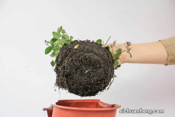 五彩络石养护方法