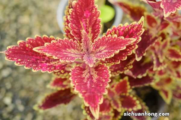 彩叶草怎么过冬
