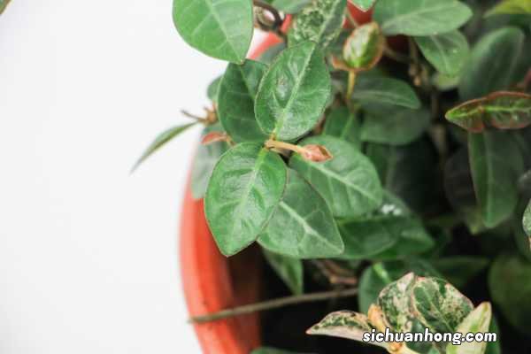 五彩络石为什么不开花