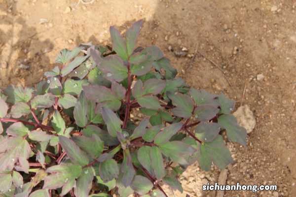 牡丹国色天香,但是总不开花,快看看是不是浇水出了问题