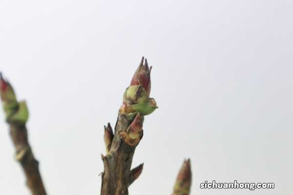 牡丹国色天香,但是总不开花,快看看是不是浇水出了问题