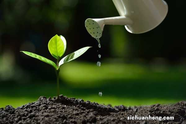 「图解」塑料瓶DIY懒人浇水神器和扦插神器!