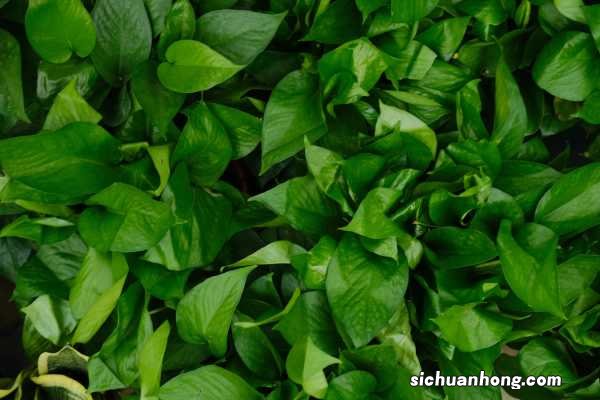 大娘养绿萝,7天一碗青菜水,稍不留神窜2米!