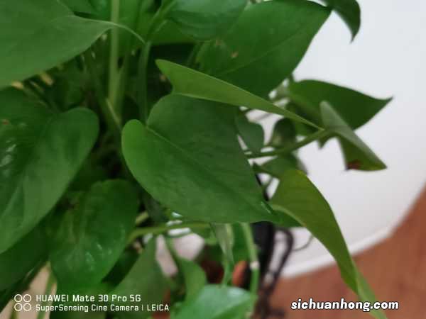 大娘养绿萝,7天一碗青菜水,稍不留神窜2米!