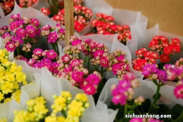 “长寿花”开满盆并不难,勤“砍”枝头,花开的拦不住