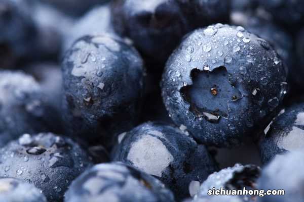 蓝莓树苗怎么种植