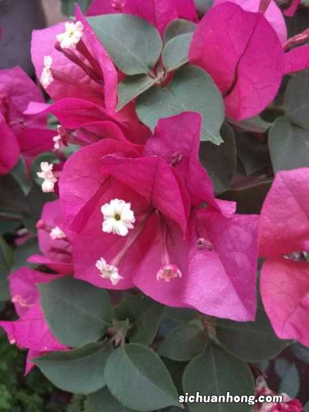 还在抱怨你家的三角梅不开花?做好这几点,四季开花不断!