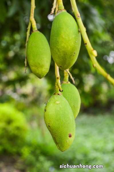 芒果种子怎么种