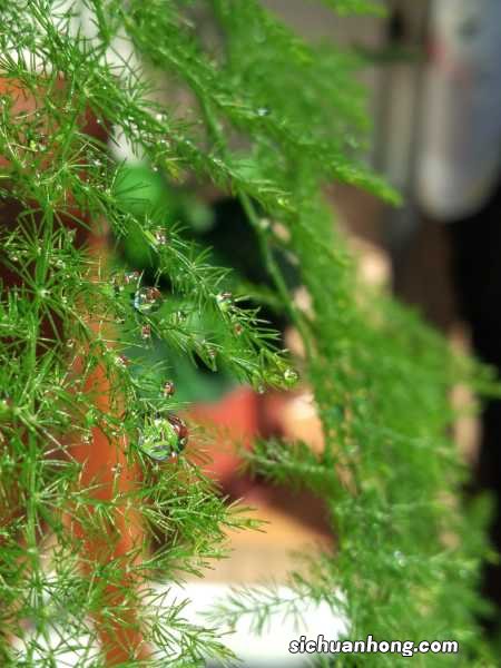 文竹长出小黑豆,邻居把它扔盆里,1个月长成小竹林!