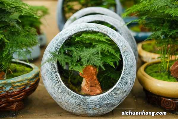 文竹长出小黑豆,邻居把它扔盆里,1个月长成小竹林!