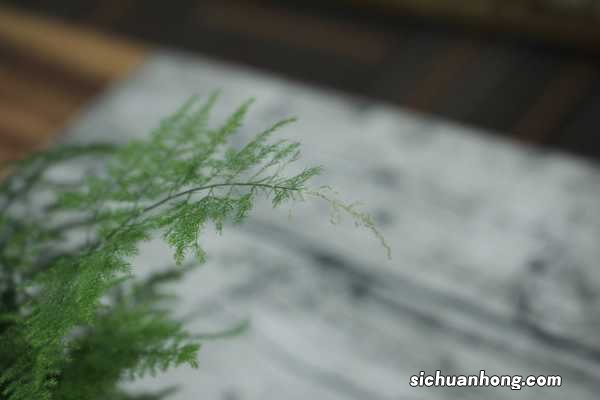 文竹长出小黑豆,邻居把它扔盆里,1个月长成小竹林!