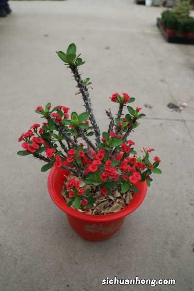 虎刺梅适合放家里养吗？
