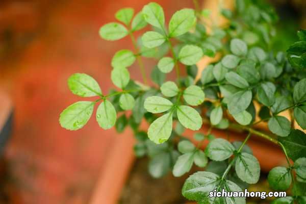 新手养盆景的注意事项