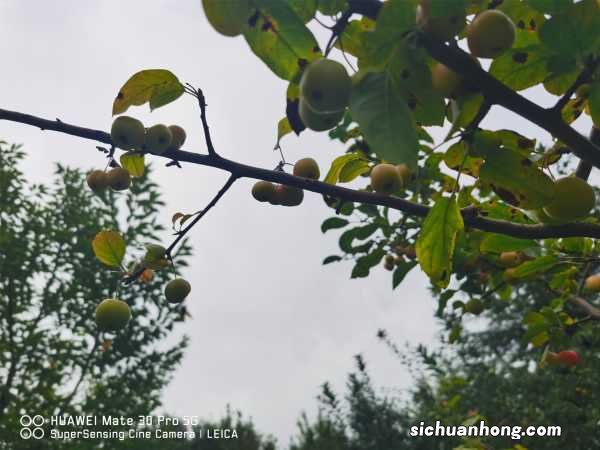 海棠花代表什么意思