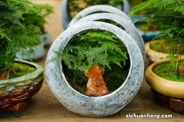 1棵文竹养10年，年年开花结果子！咋养的？