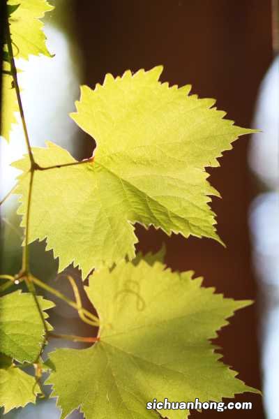 葡萄籽怎么种小盆栽