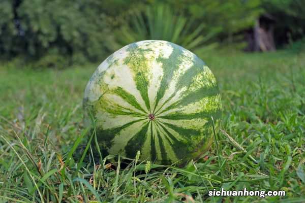 西瓜籽是怎么种出来的