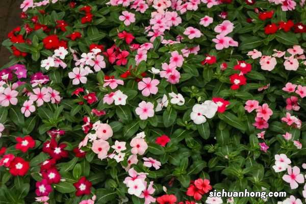长春花的养殖方法和注意事项