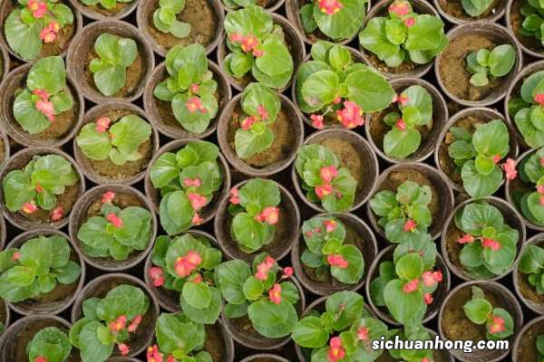 四季海棠休眠期的护理方法大全!