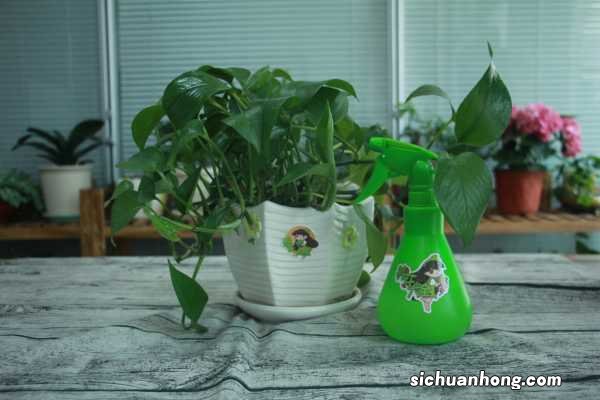 绿萝100米，吊兰疯狂爆小崽，邻居给它吃了啥？