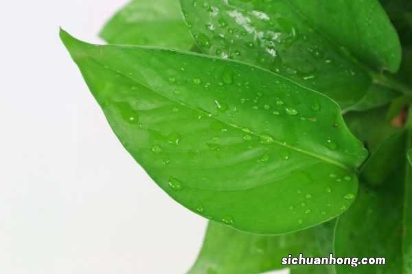 绿萝100米，吊兰疯狂爆小崽，邻居给它吃了啥？