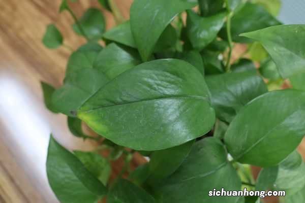 绿萝100米，吊兰疯狂爆小崽，邻居给它吃了啥？