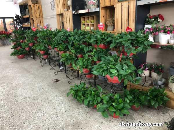 绿萝也能养成贵妇范，1盆美翻你的家！