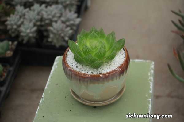 玉露的常见品种介绍