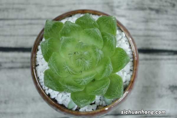 玉露的常见品种介绍