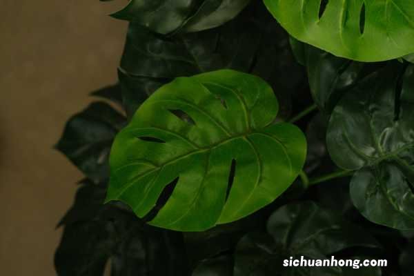 龟背竹怎么分株