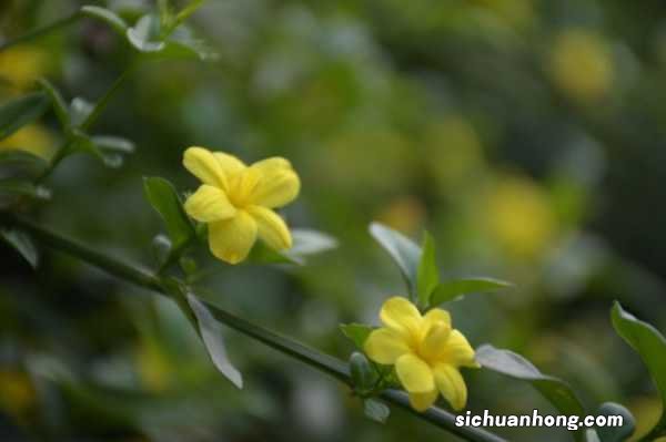 迎春花怎么种植