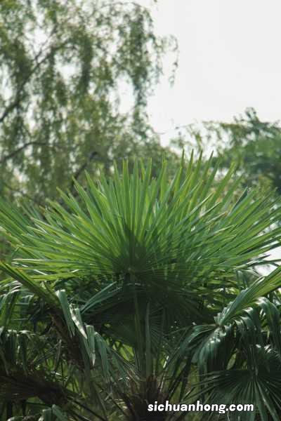 盆栽棕榈的种类介绍