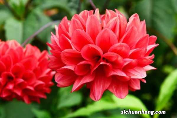 大丽花的块茎种植方法