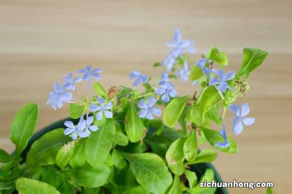 怎样让蓝雪花爬藤