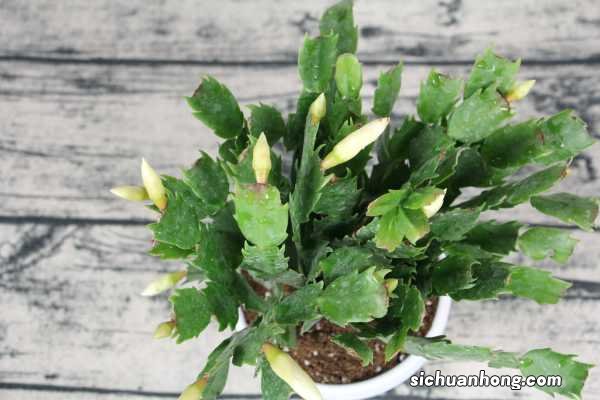 蟹爪兰夏天怎么浇水