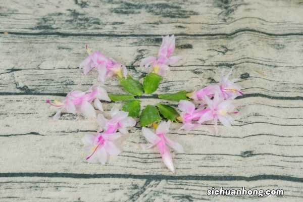 蟹爪兰夏天怎么浇水