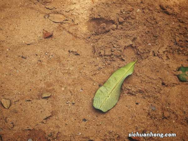 家庭养花土壤消毒的方法