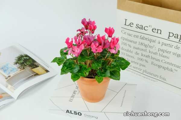 仙客来休眠期怎样养殖